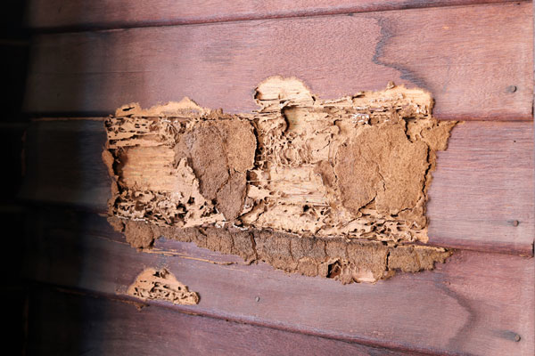 Termite Damage